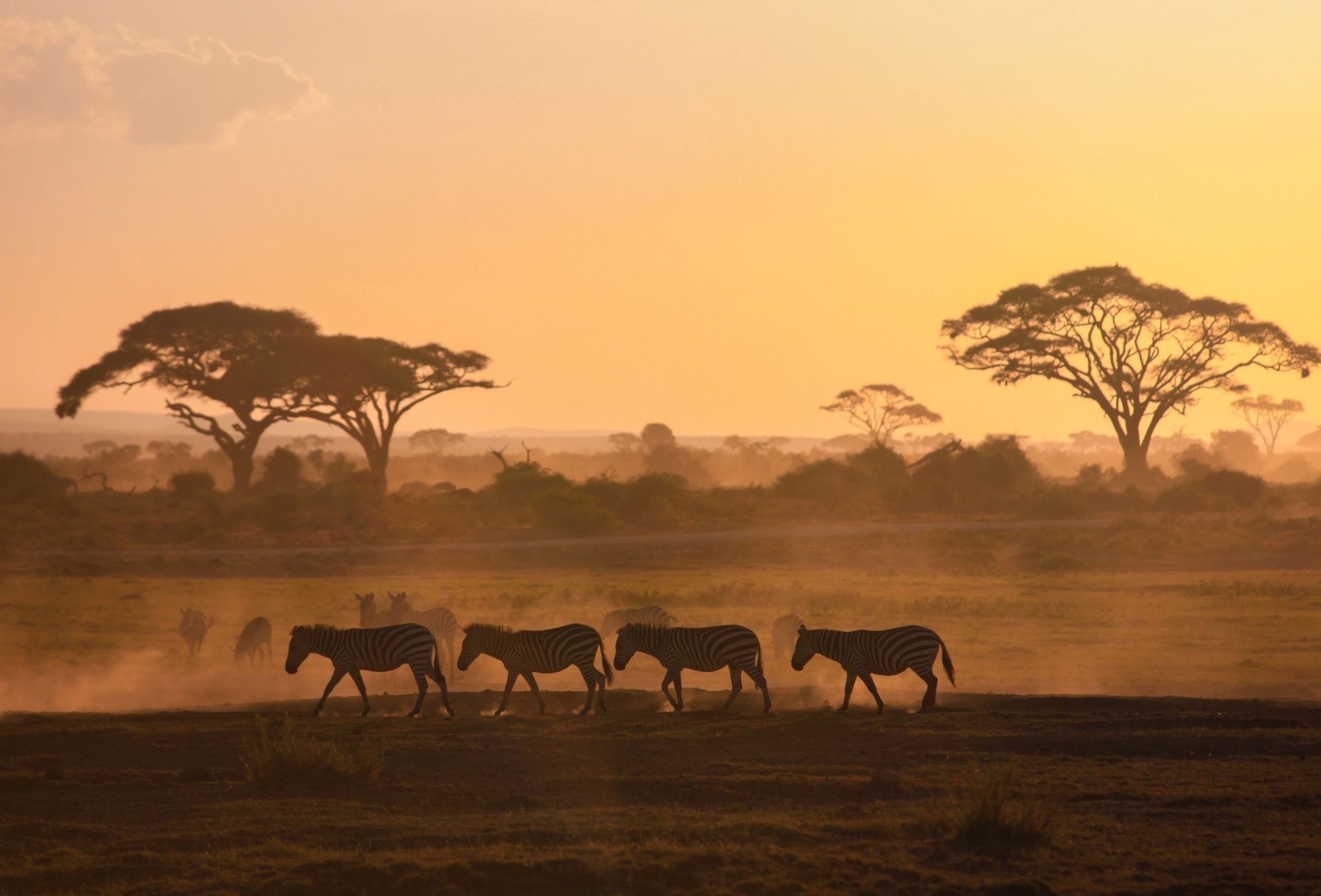 Zebras in der Abendsonne Afrikas
