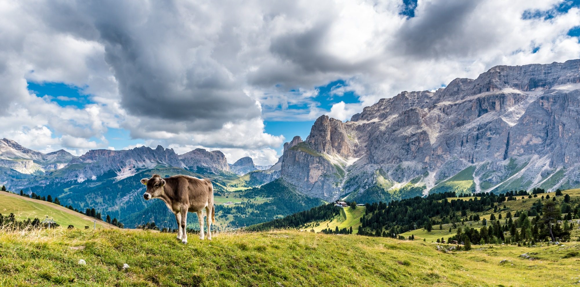 Kuh auf einer Weide in den Dolomiten