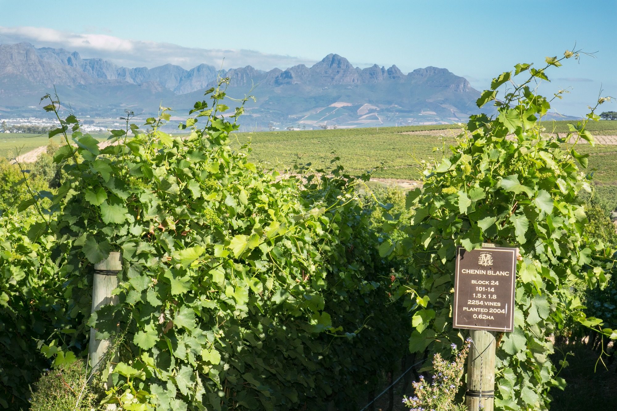 Stellenbosch Wein