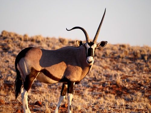 Antilope in freier Wildbahn