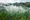 Regenwald