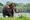 Elefant