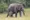 Elefant