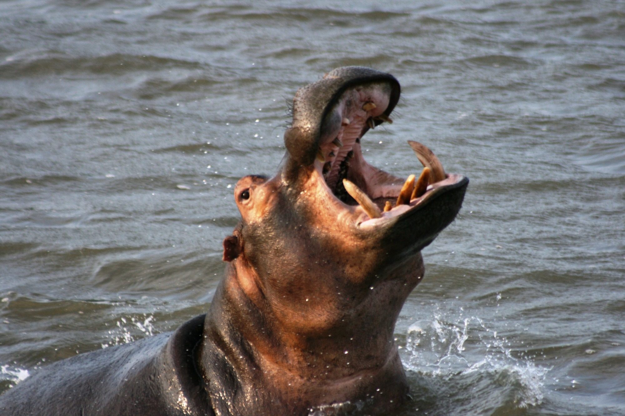 Ein Nilpferd, das einen Schwarm Vögel aufschreckt.