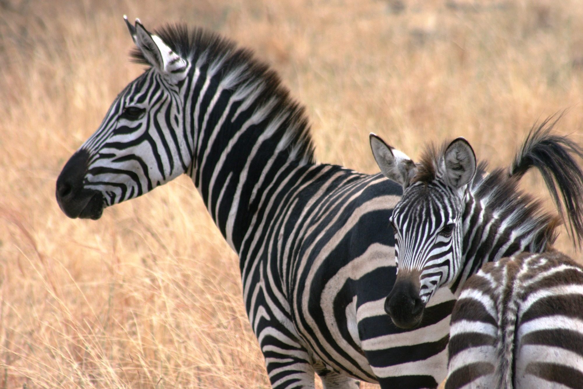 Zebras, die den Weg während der Safari kreuzen.