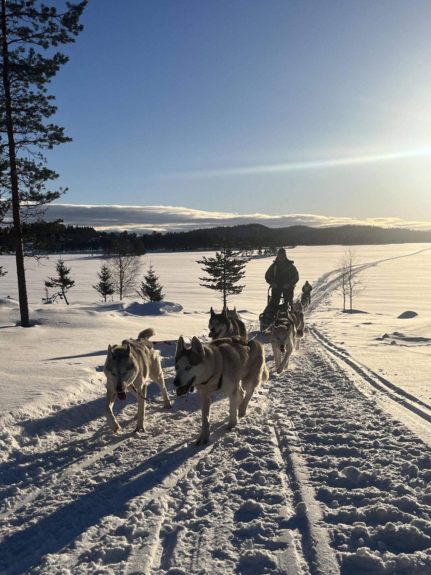 Hundeschlittentour