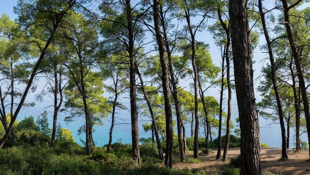 Blick in die Natur