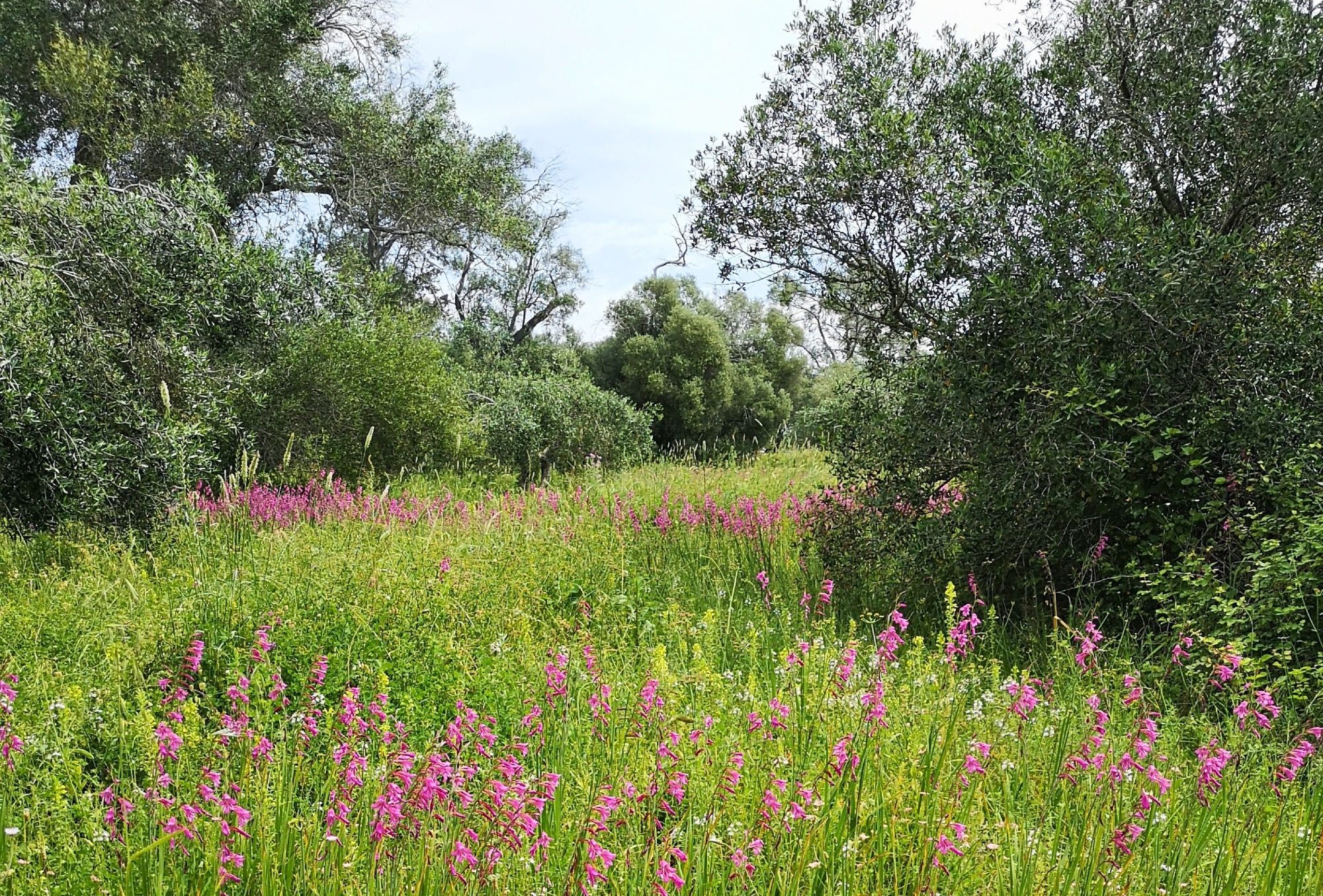 Wanderung an Ziegen vorbei