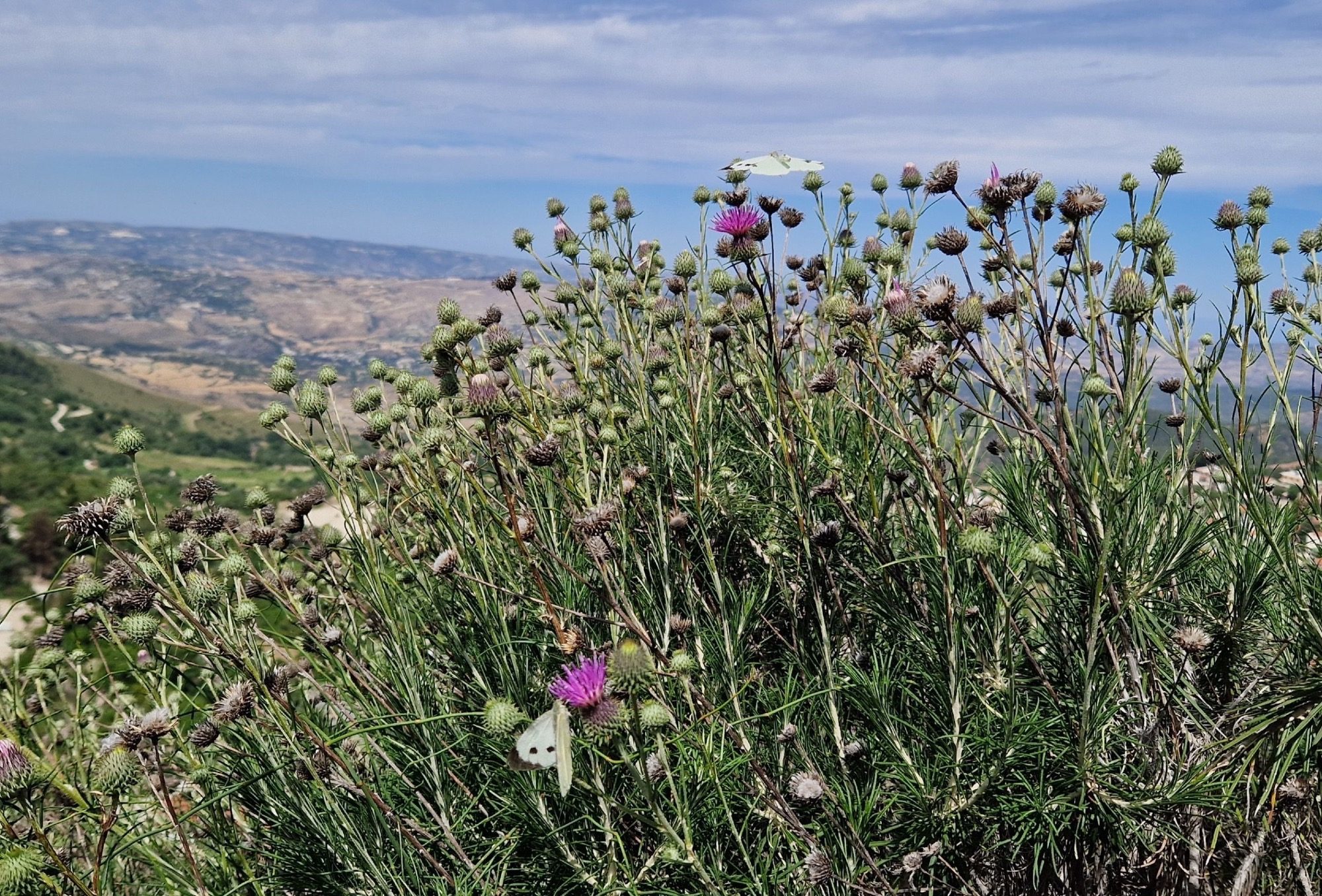 Gut getarnte Mufflons