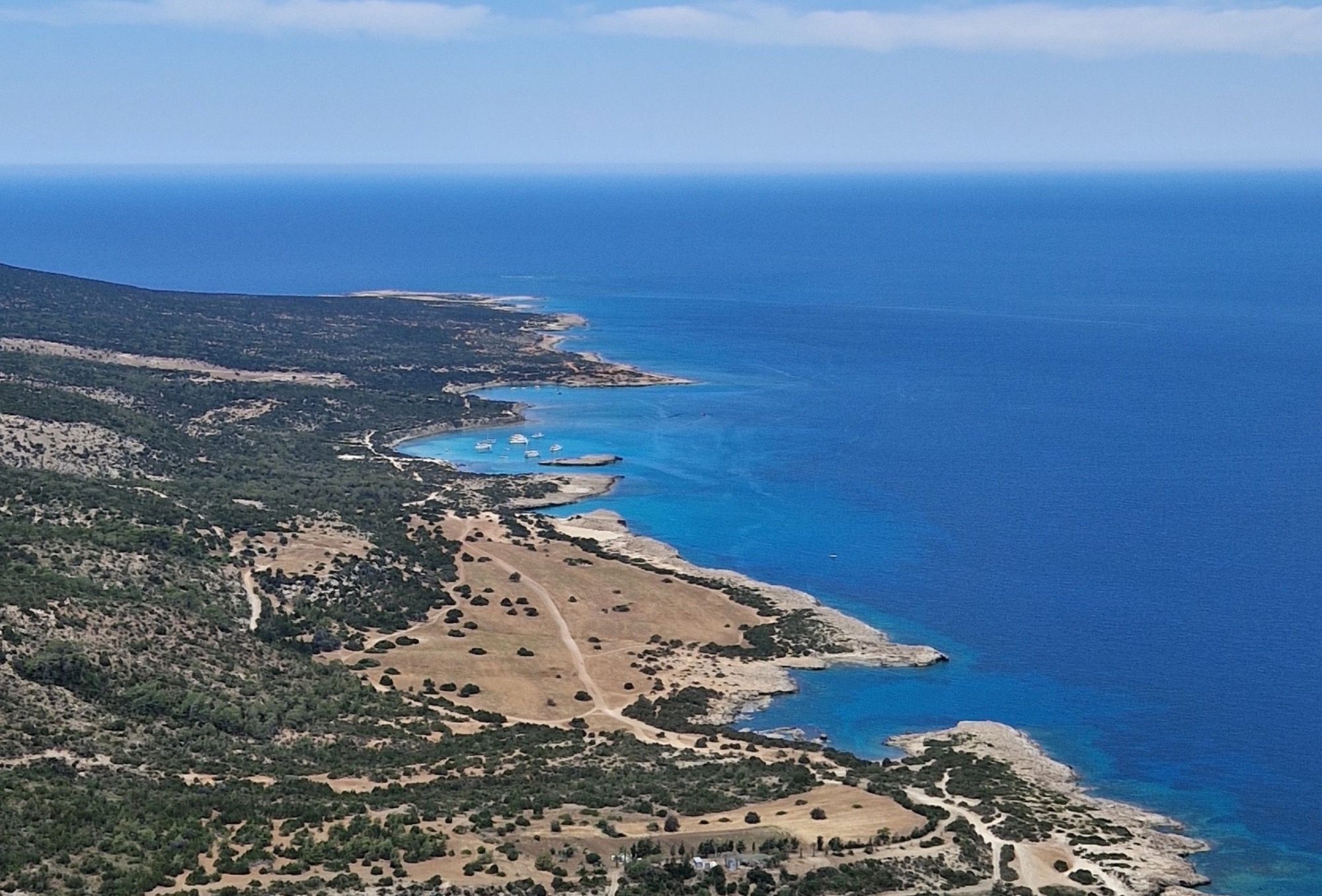 Gut getarnte Mufflons