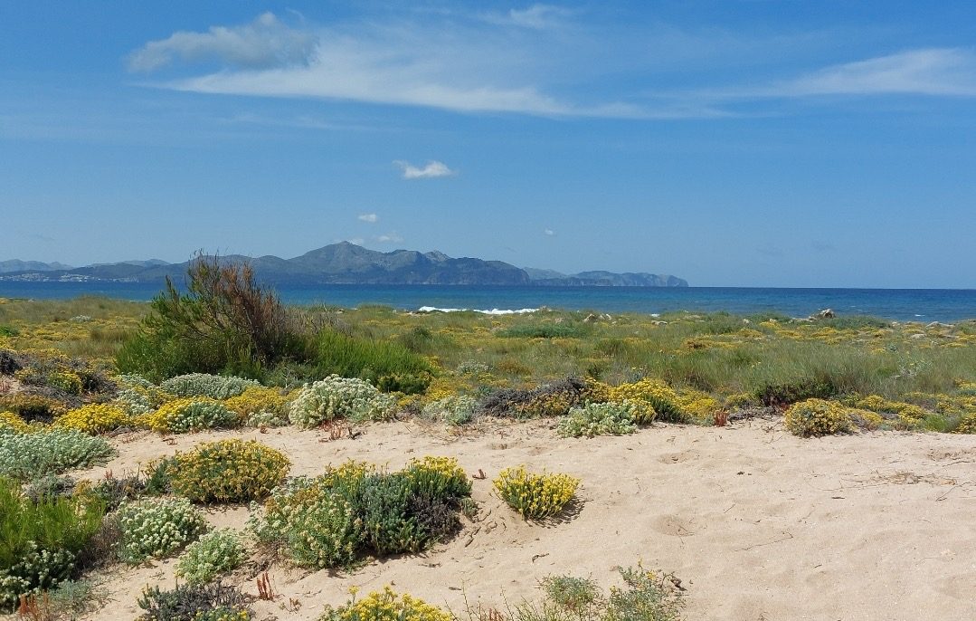 Grüne Landschaft, Strand, Meer und Blick auf die Berge in der Ferne