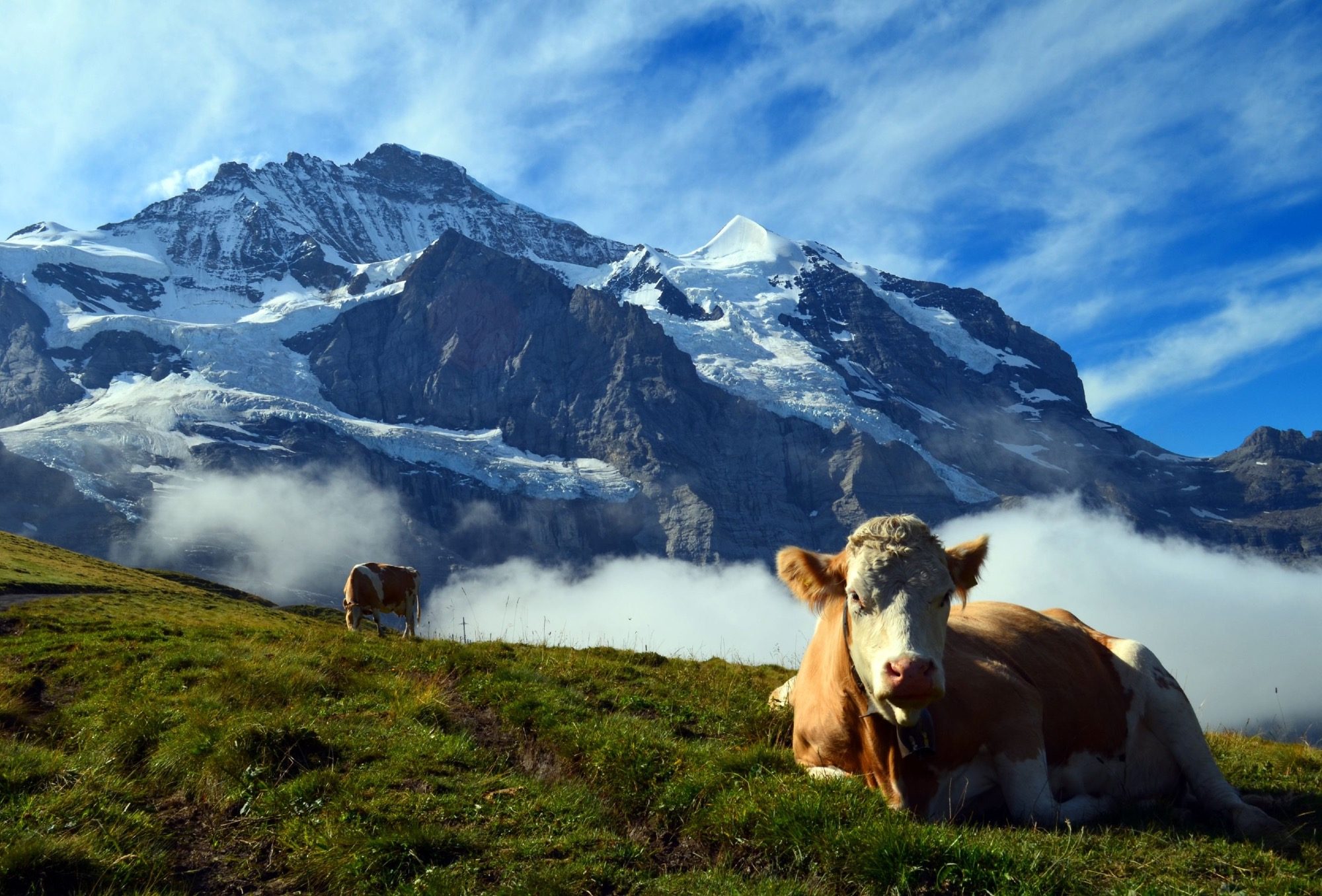 Kuh vor Bergpanorama
