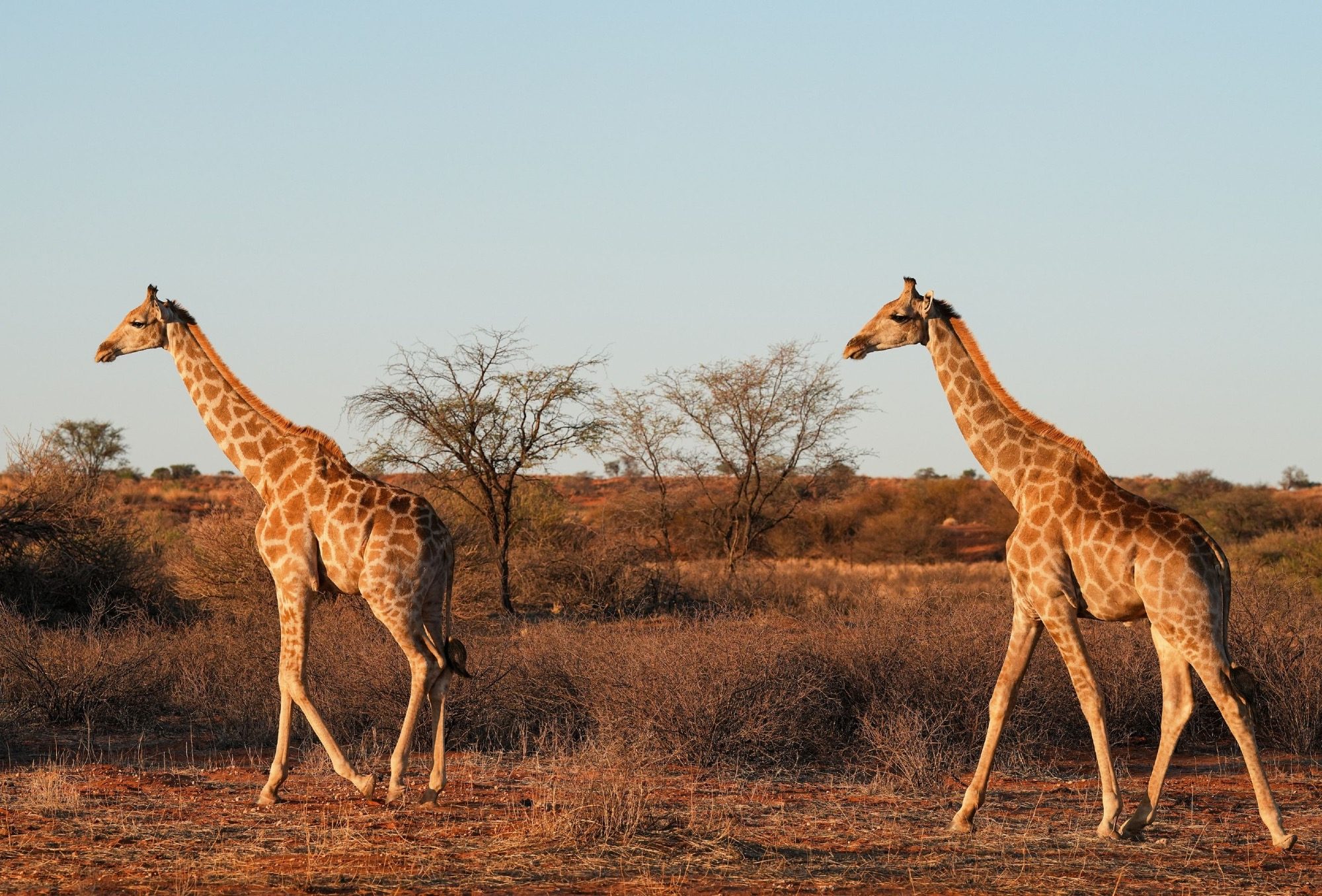 Giraffen in Namibia
