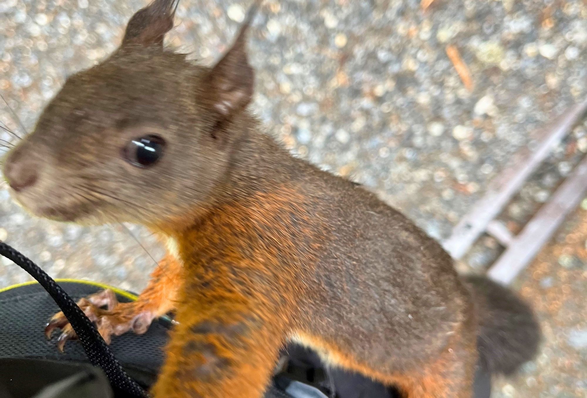 Zutrauliches Eichhörnchen