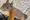 Zutrauliches Eichhörnchen