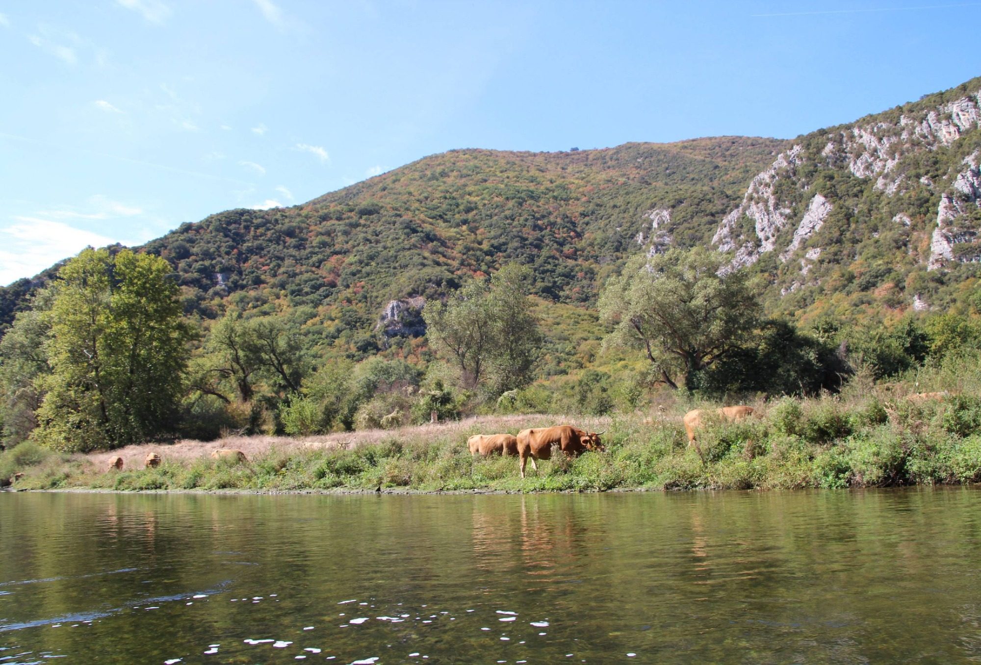 Kühe an einem Flussbett