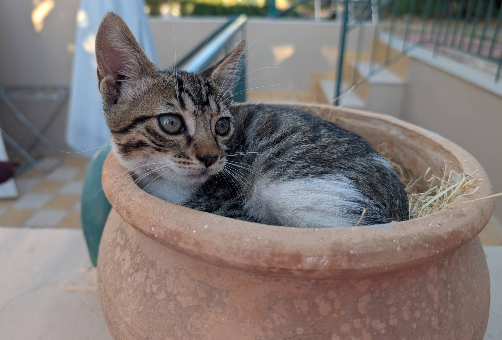 Katze in einem Topf mit Heu