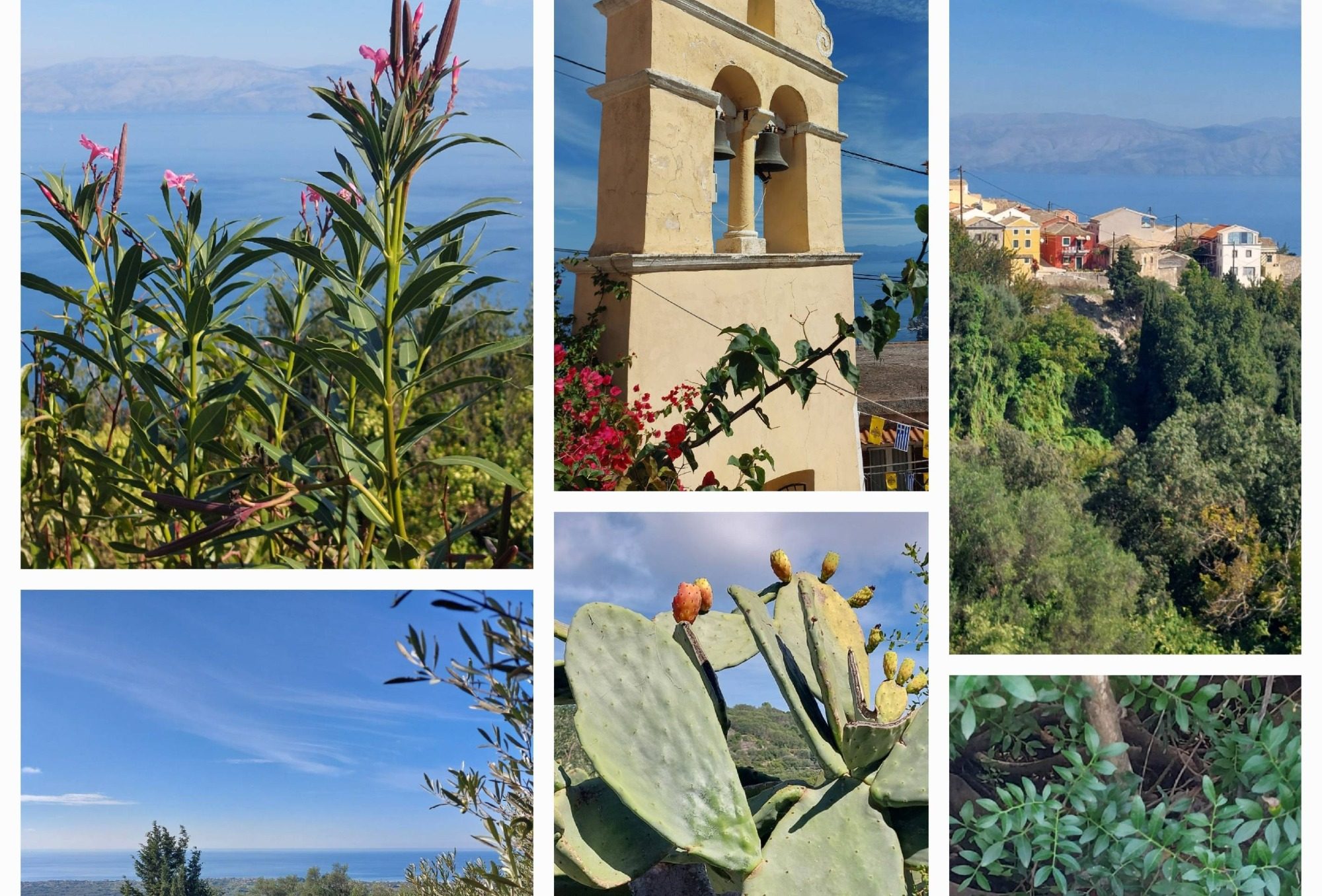 Landschaft und Pflanzen auf Korfu