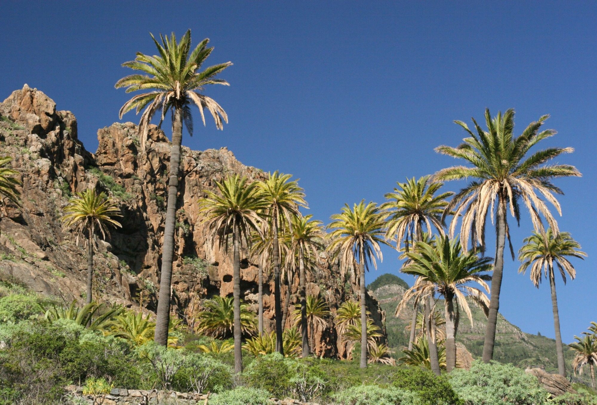 Palmen auf La Gomera