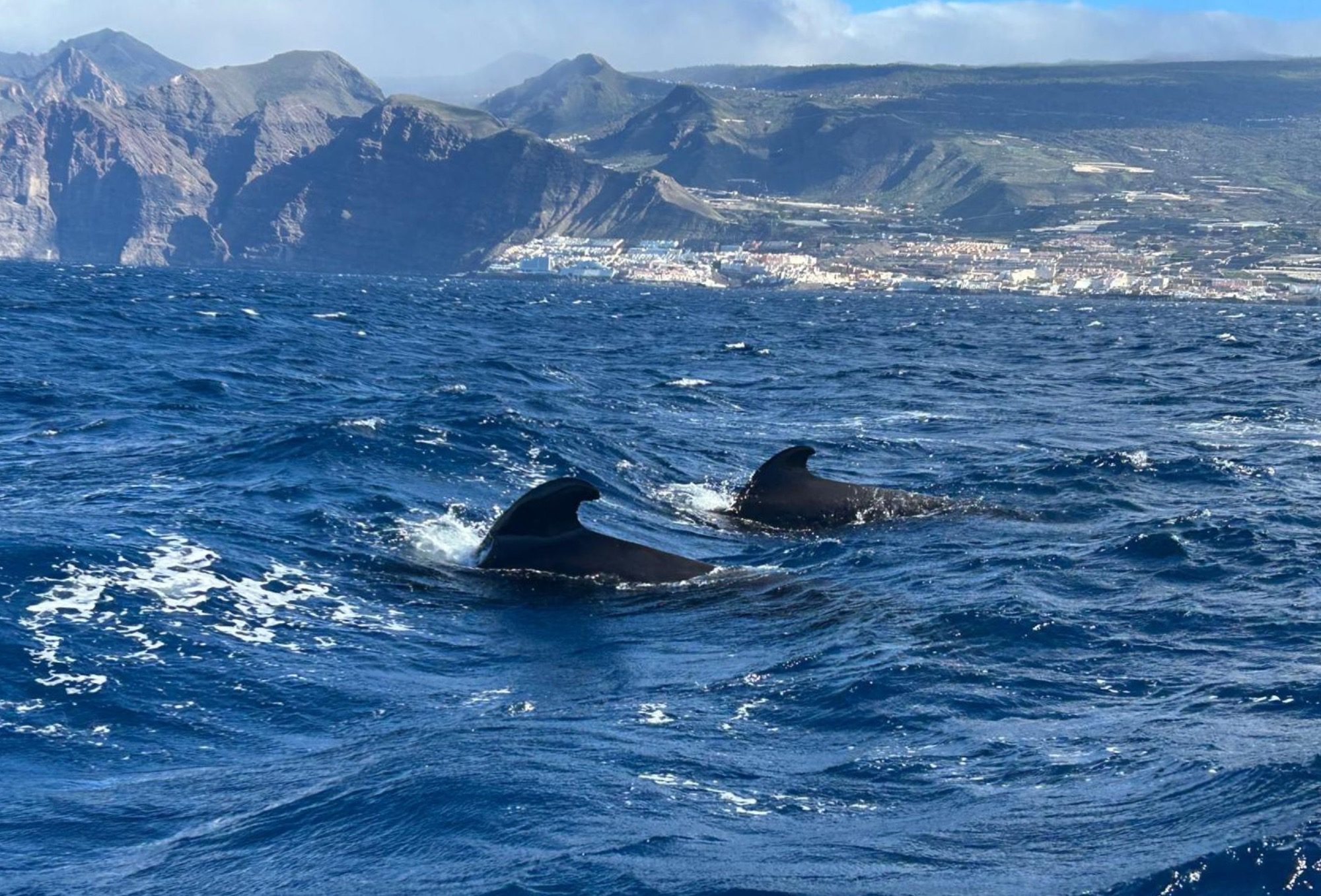 Wal- & Delfinbeobachtung