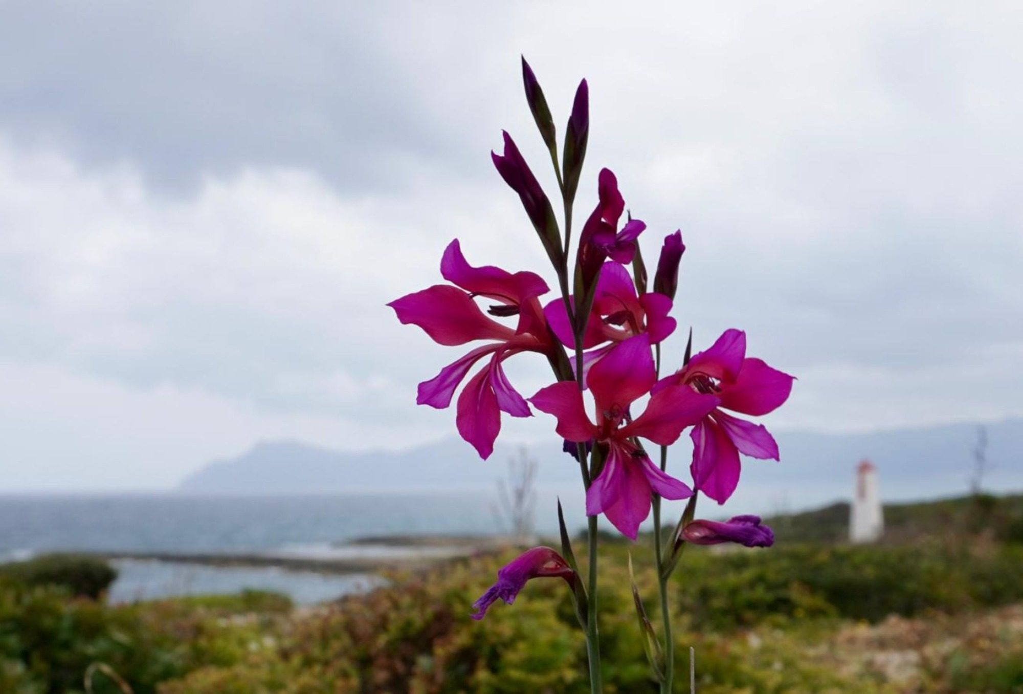 Blume