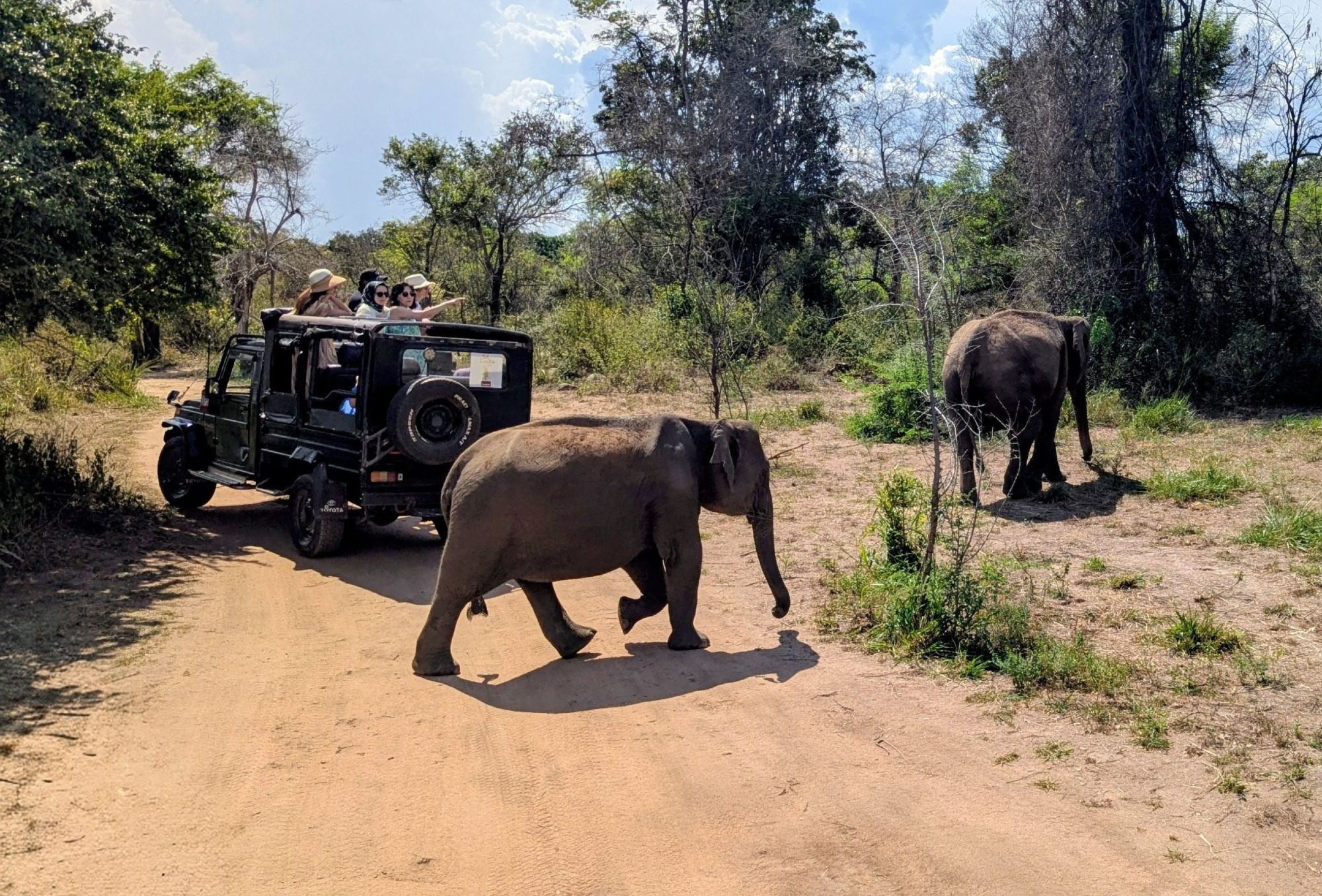 Elephanten in Sri Lanka