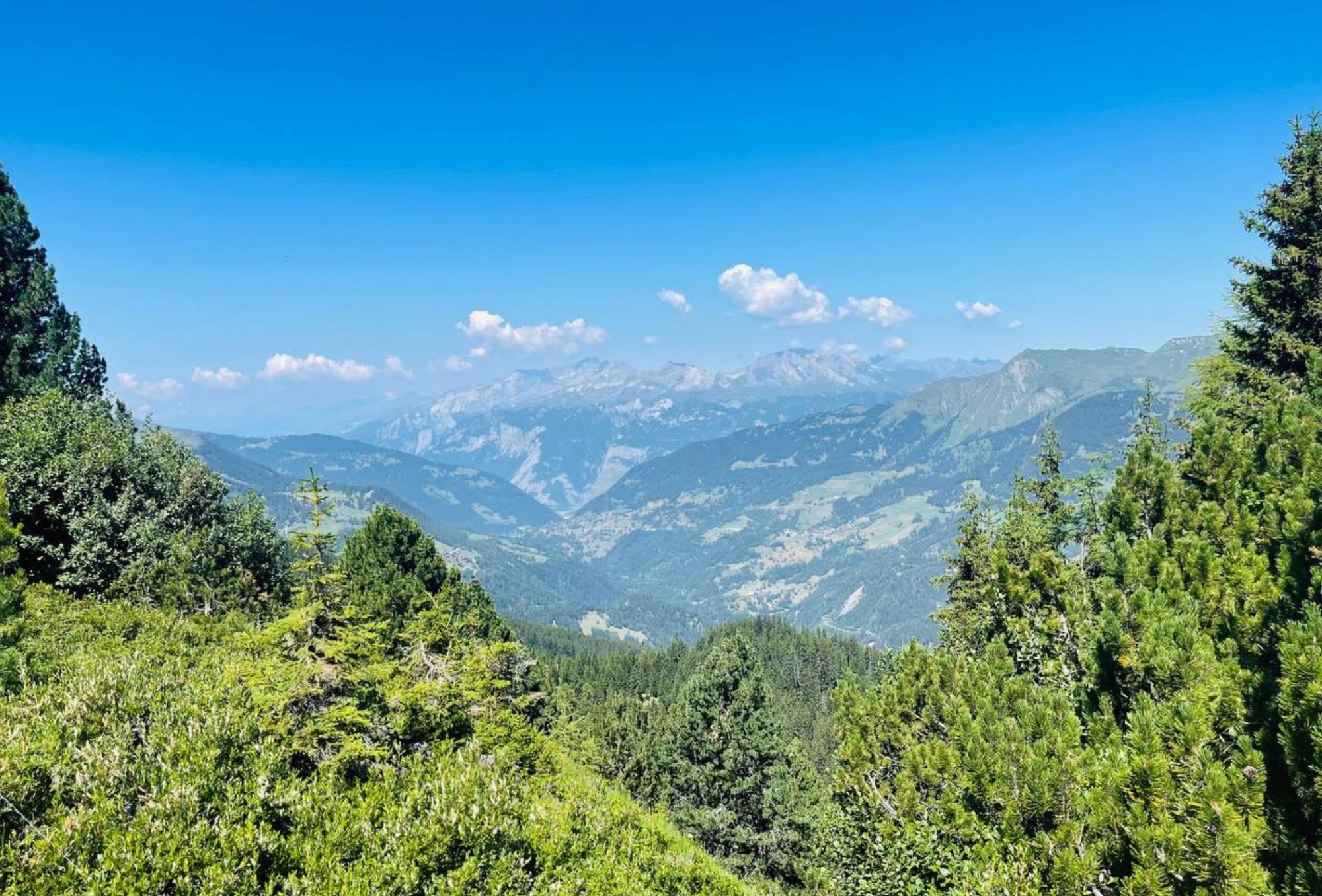 Bergblumen