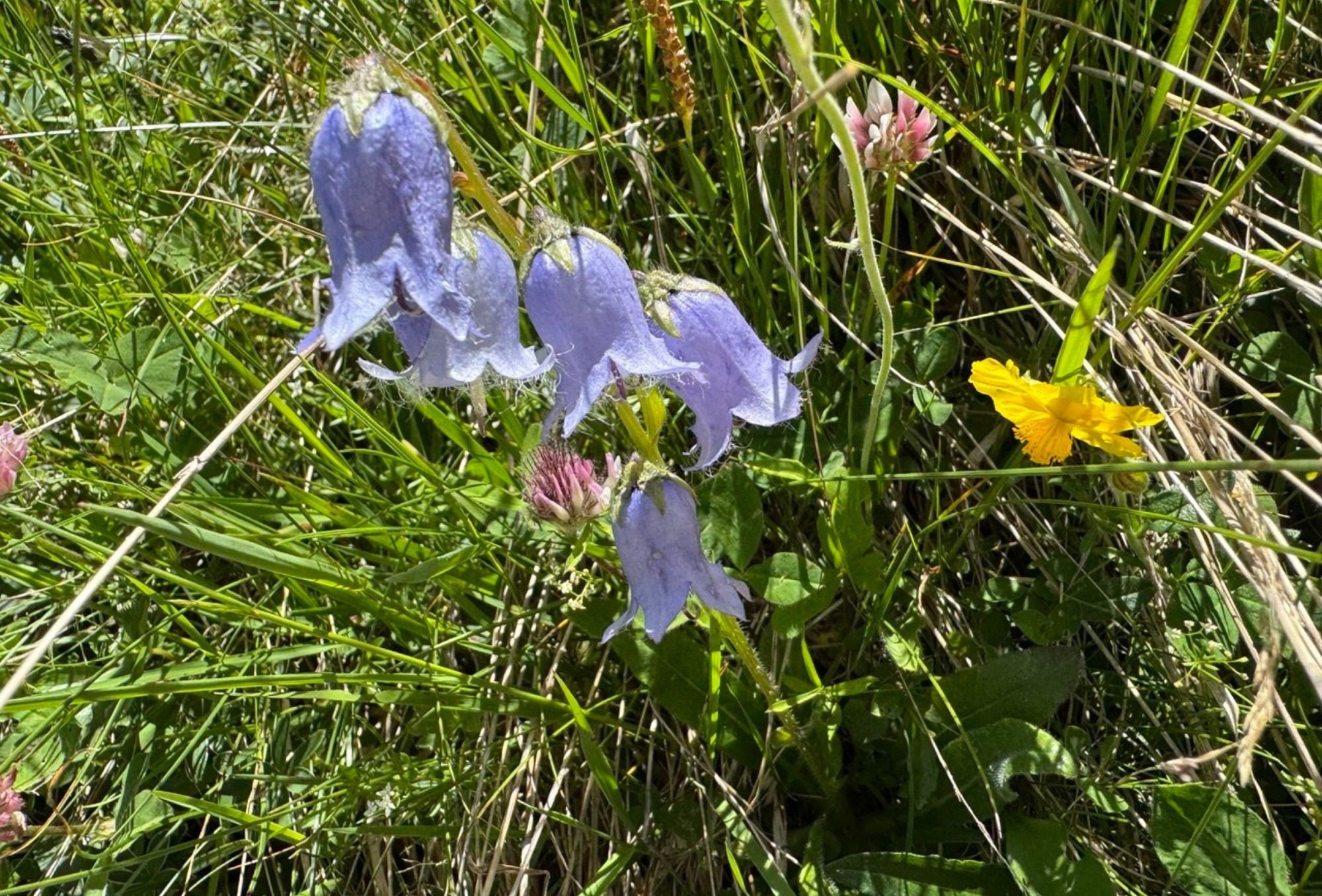 Bergblumen