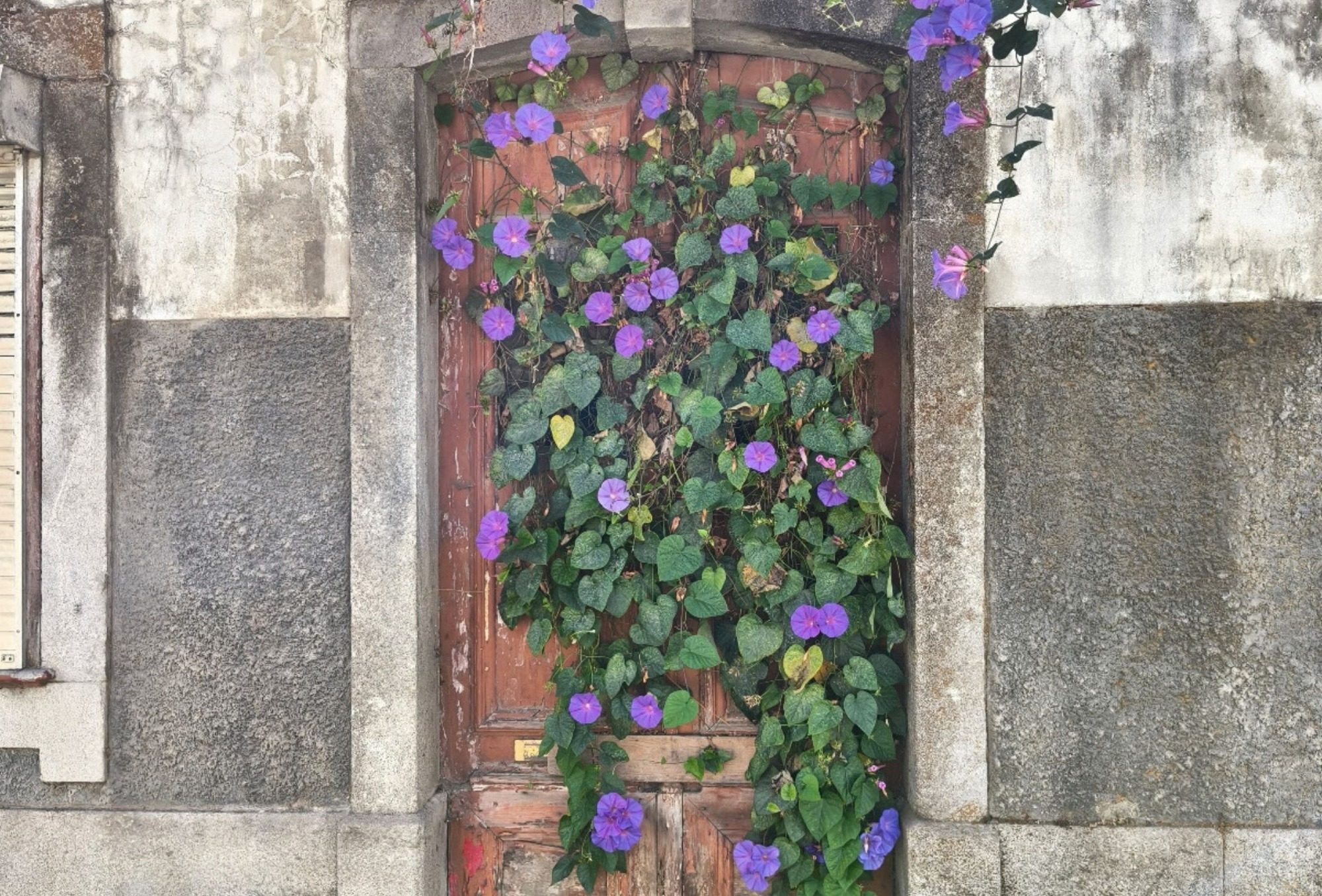 Tür mit Blumen in Caminha