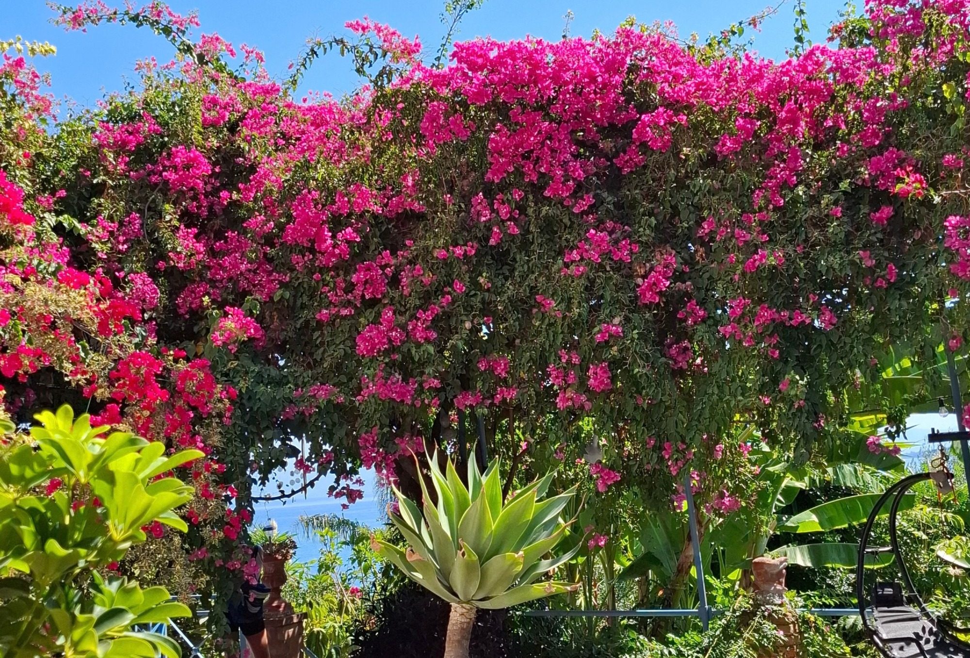 Blumen auf Korfu