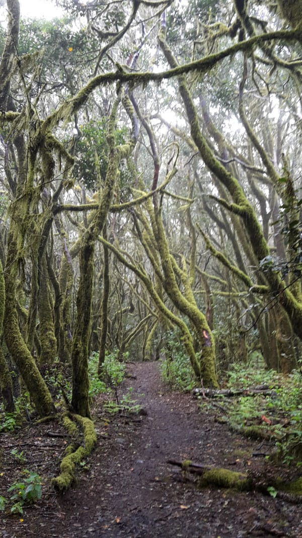 Nationalpark Garajonay