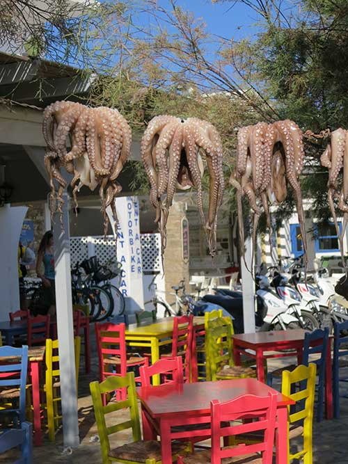 Oktopus auf Antíparos