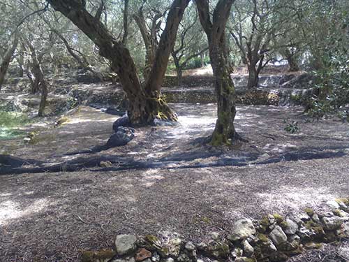 In Olivenhainen im Norden Korfus