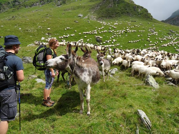 Schafherde, Alina im Gespräch mit dem Schäfer