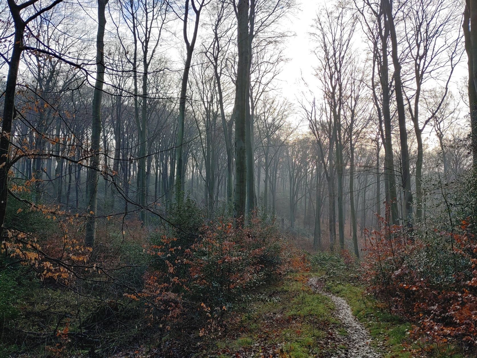 Wald in Schwerte