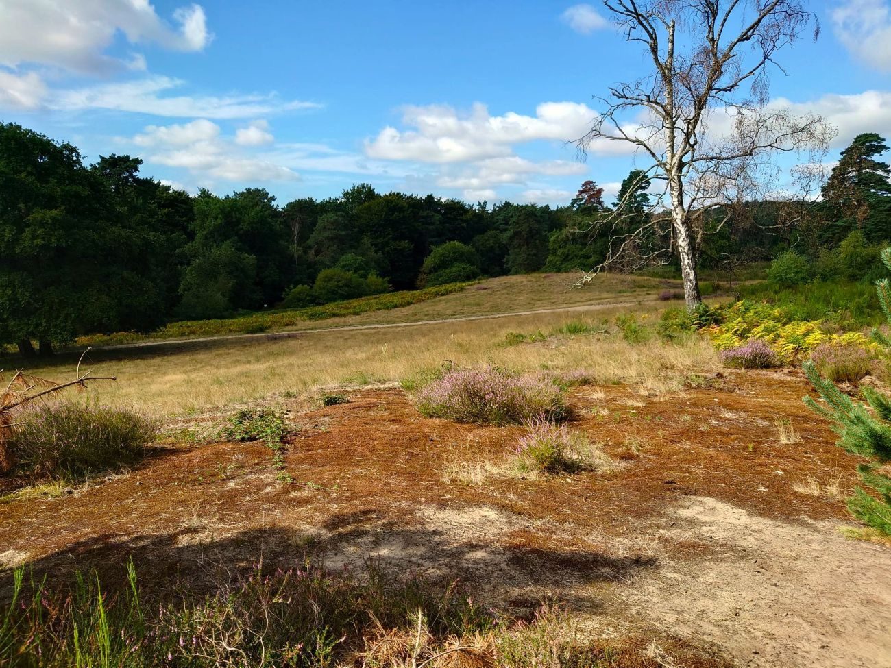 Wahner Heide