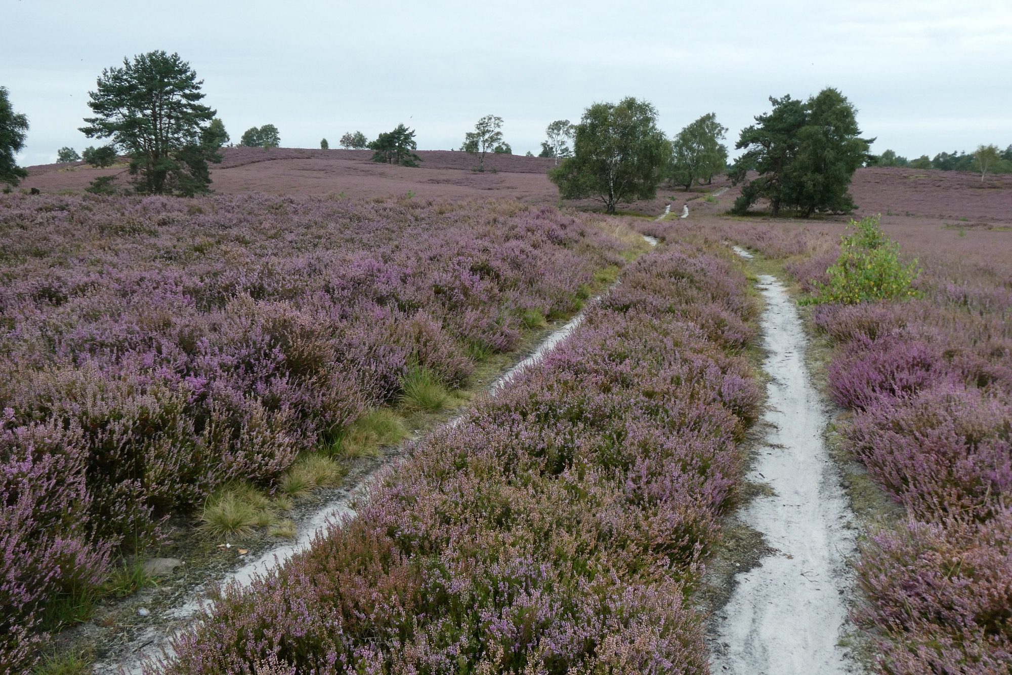Wanderweg in der Lüneburger Heide