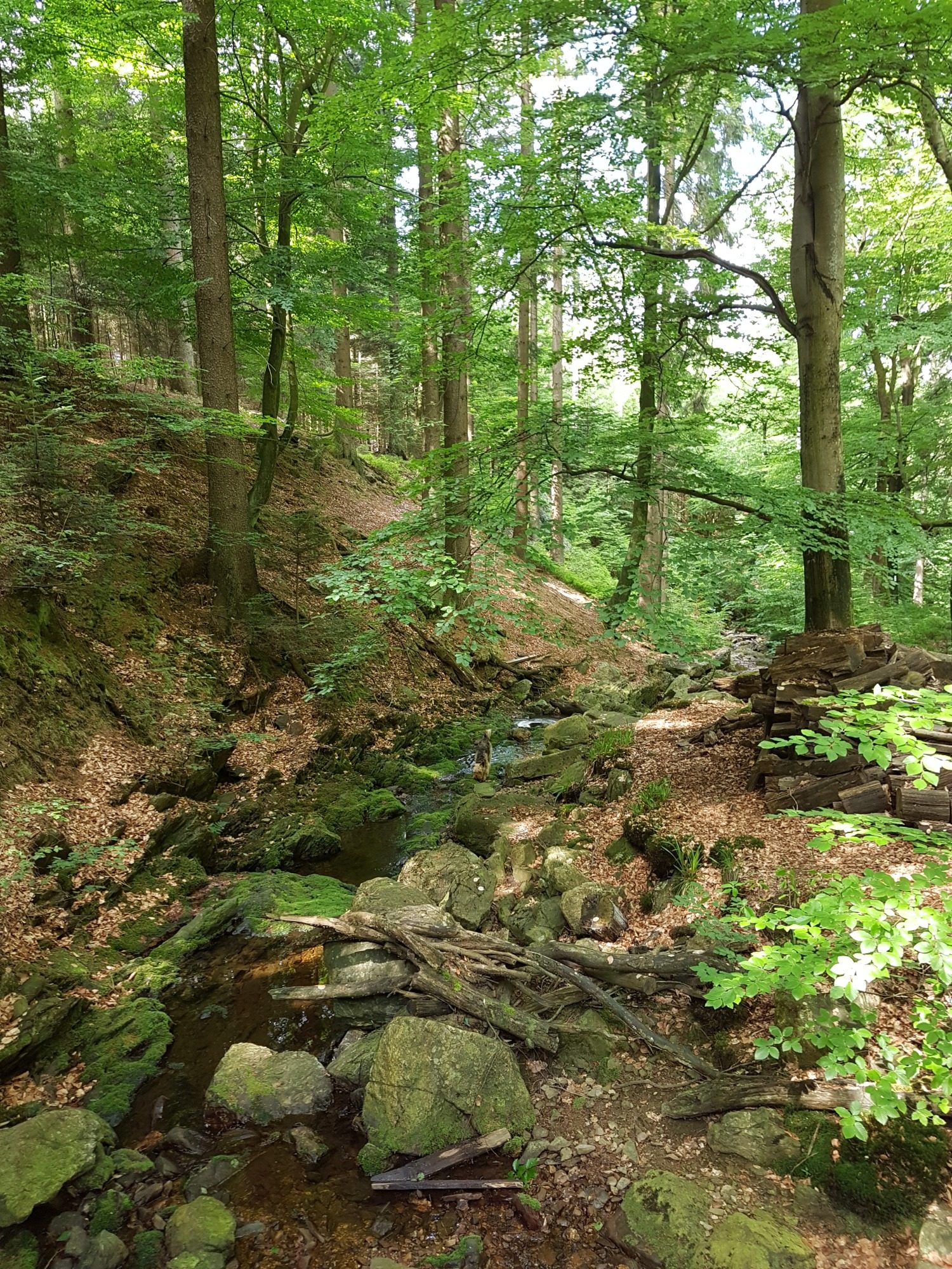 Wanderung durch den Wald