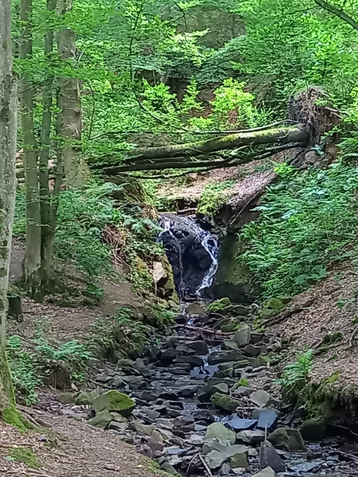 Eifgenbachtal