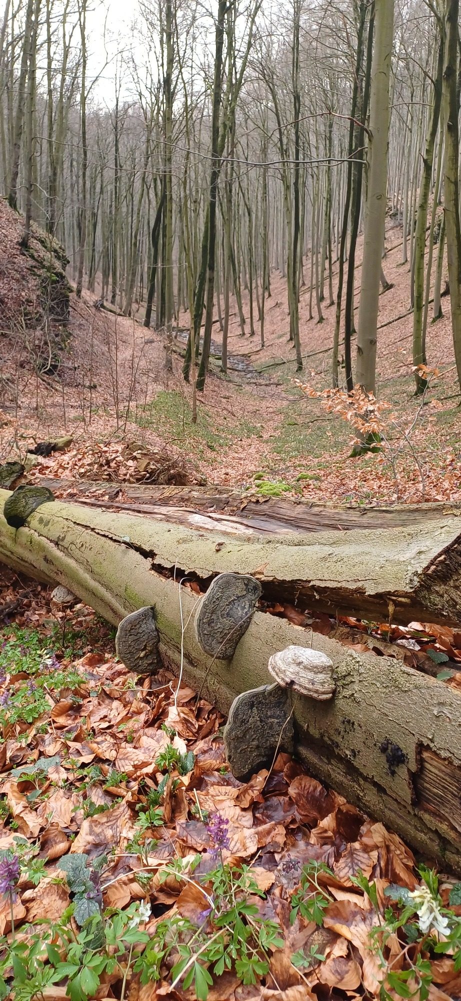 Weserbergland