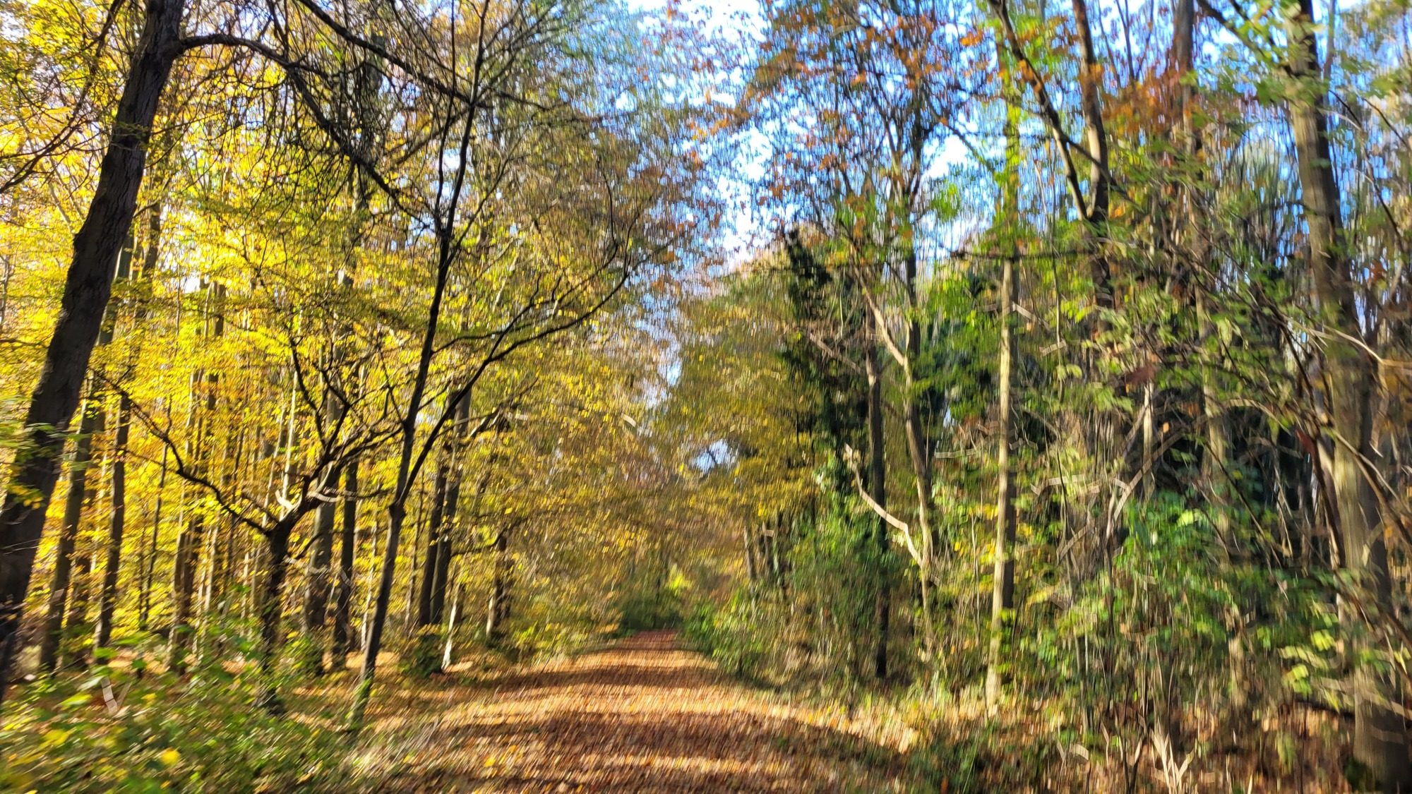 Wald Deister