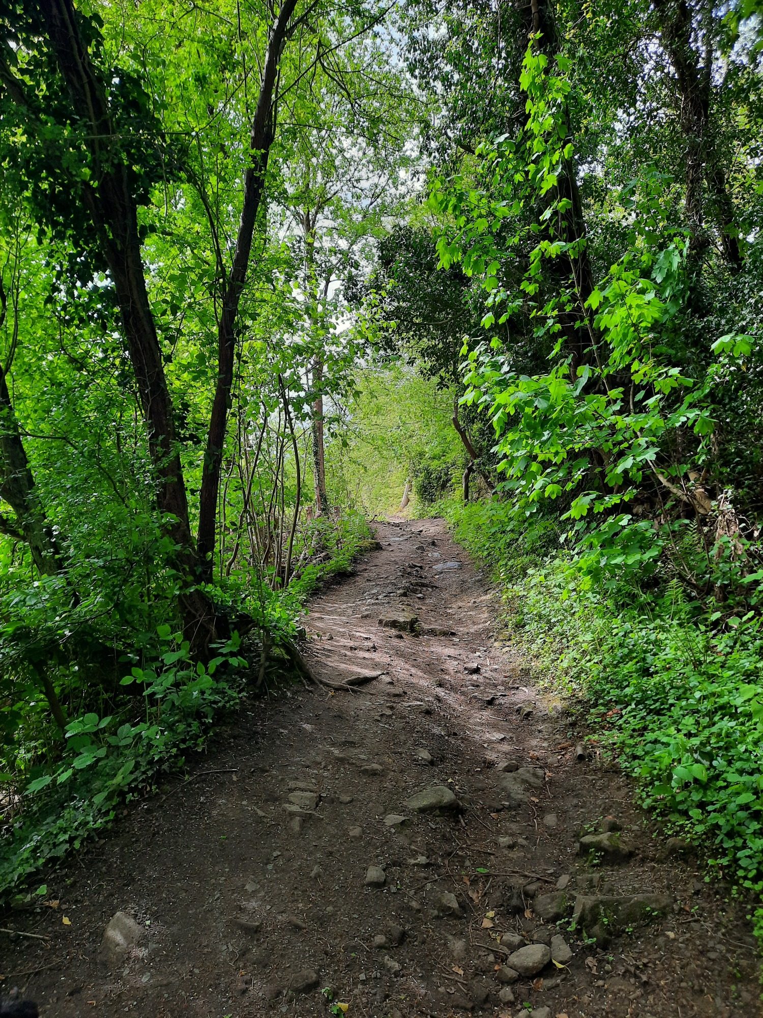 Waldweg