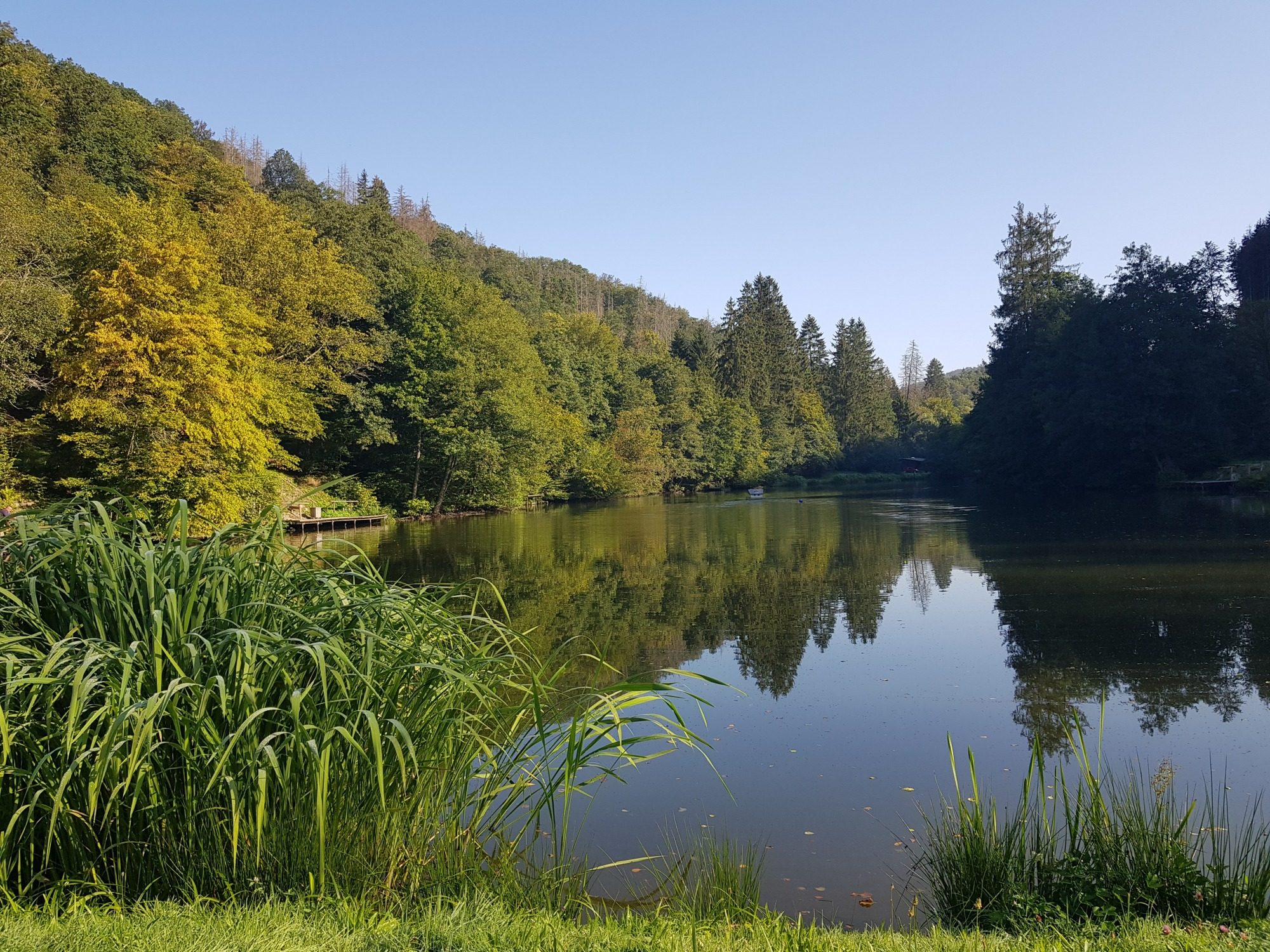 Ein See mit Bäumen und Büschen