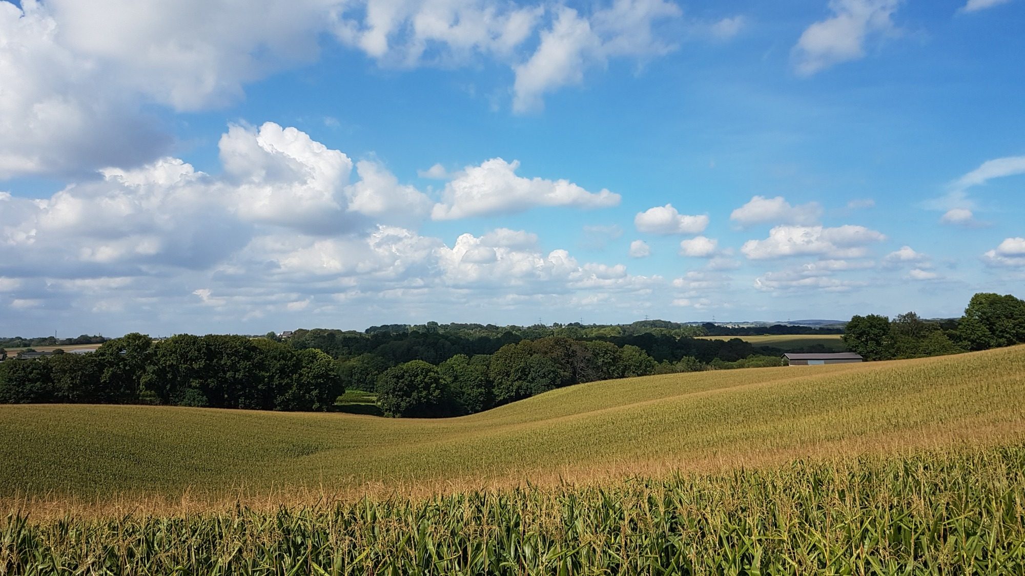 Wiese
