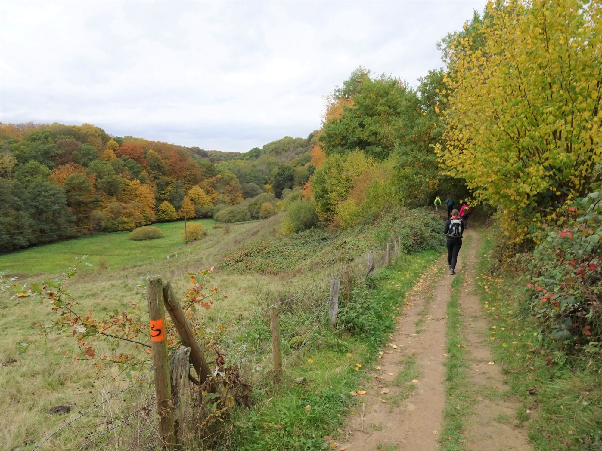 Wanderweg entlang einer grünen Wiese