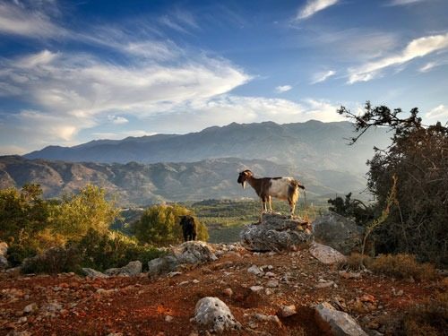 Ziege in den Bergen auf Kreta