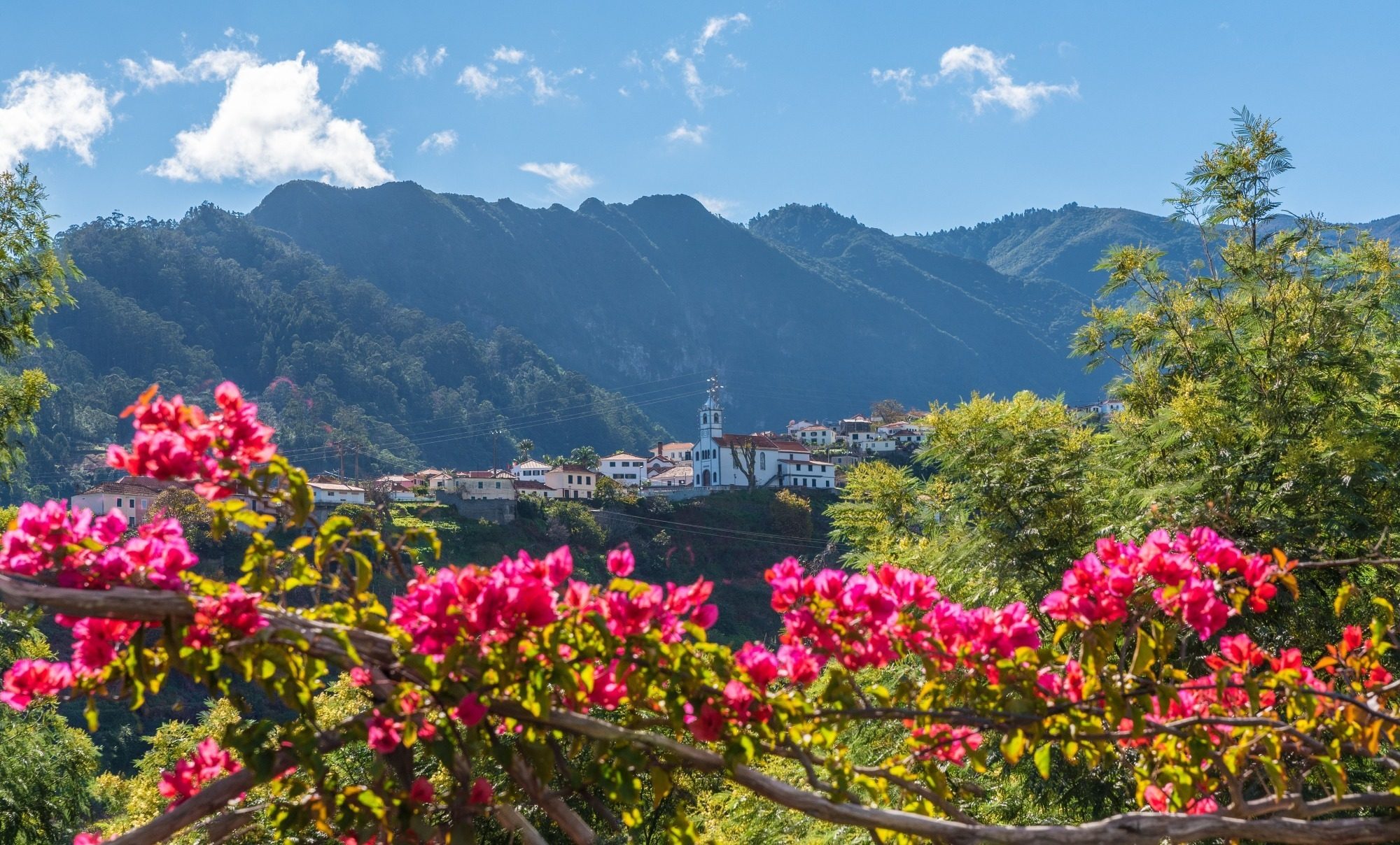 Madeira Blumen