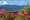 Madeira Blumen