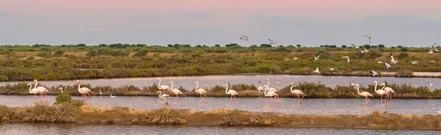 Salinen mit Flamingos